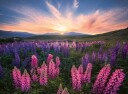 Ravensburger - Puzzle Lupins 500p  12000688 