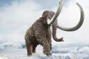 Schleich Mammoth 15053 Figur av Forhistorisk Dyr