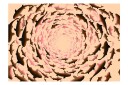Fototapet Shoal 150x105 - Finnes i flere størrelser