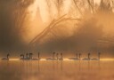 Swans in Golden Mist Plakat / 50x70