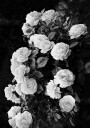 Rose Bush Plakat Plakat / 21x30cm
