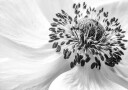 Anemone Plakat / 30x40cm