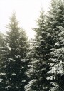 Snowy Evergreen Forest Plakat Plakat / 70x100cm