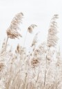 Boho Dried Flowers Plakat Plakat / 100x150cm