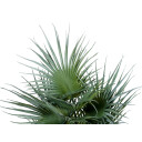 Europalms Fan Palm, Artificial Plant 55cm