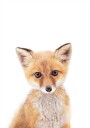 Baby Fox Plakat Plakat / 50x70cm