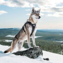 Cerberos Tactical Hundesele Svart (Xl)