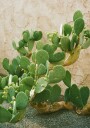 Green Prickly Pear Cactus Plakat / 50x70