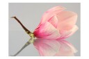 Fototapet A Lone Magnolia Flower 250x193 - Artgeist sp. z o. o.