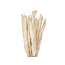 Jolipa Pampas Grass Straw Bunch, Dried Natur, 75cm