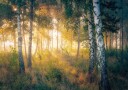 Gold in the forest Poster Plakat / 100x150cm