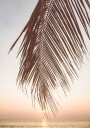 Sunset Palm Leaf Plakat Plakat / 21x30cm