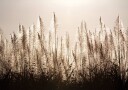 Sugar Cane Plumes At Sunset Plakat Plakat / 50x70cm