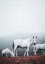 White Horses in The Fog Plakat Plakat / 40x50cm