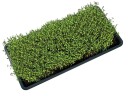 Dyrkebrett for Mikrogrønt med Dreneringshull – 56x28x23cm