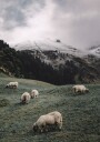 Sheep In The Alps Plakat Plakat / 50x70cm