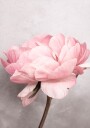 Peony Plakat / 70x100cm