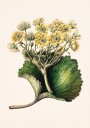 Korikor Drawn By Sarah Featon 1848–1927 Plakat Plakat / 100x150cm