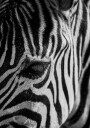 Zebra Eye Plakat Plakat / 70x100cm