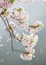 Cherry Blossom Plakat Plakat / 40x50cm