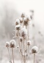 Snow Covered Dried Flowers Plakat Plakat / 100x150cm