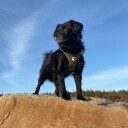Curli Clasp Air Mesh Hundesele XS Mørk Grønn