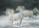 gallop in a duel Plakat Plakat / 70x100cm