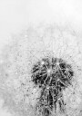 Dandelion Flower with Dew Plakat Plakat / 100x150cm