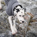 Pomppa Sport Hundedekken Graphite