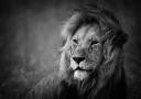 Mohammed Alnaser Regal Plakat Plakat / 70x100cm