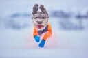Non-Stop Dogwear Long Distance Potesokker 4-pakning XXL Blå