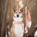 Tyylivoitto Classy Hundehalsband Stor Modell Fresken (Xl)