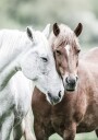 Wild Horses Close Up Plakat Plakat / 40x50cm