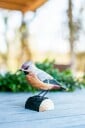 Wildlife Garden DecoBirds Håndskåret Fugl Sidensvans