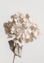 Beige dried flower Poster Plakat / 70x100cm