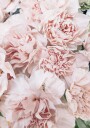 Pink Peony Bloom Plakat Plakat / 70x100cm
