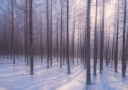 Silent Winter Symphony Plakat Plakat / 40x50cm