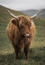 Highland Cow Near a Mountain Plakat Plakat / 50x70cm