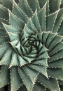 Aloe Vera Spiral Pattern Plakat Plakat / 30x40cm