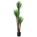 Mr Plant Yucca Rostrata Tre 150 cm