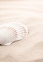 Shell_3 Poster Plakat / 100x150cm