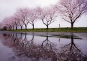 Rain of spring Plakat / 40x50cm