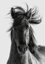 Wild Horse Portrait Plakat / 21x30