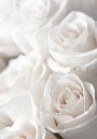 White Blossoming Roses Plakat Plakat / 100x150cm