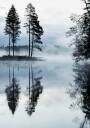 Misty Forest Morning Plakat Plakat / 40x50cm
