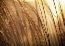 Autumn Dew Plakat Plakat / 100x150cm