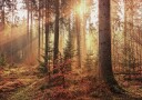 Mysterious Light of the Autumn Forest Plakat Plakat / 40x50cm