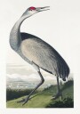 Hooping Crane From Birds of America 1827 Plakat / 40x50