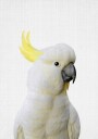 Peekaboo Cockatoo Poster Plakat / 30x40cm