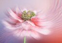 Blush Symphony Plakat Plakat / 21x30cm